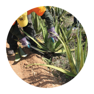 Aloe Vera Ernte